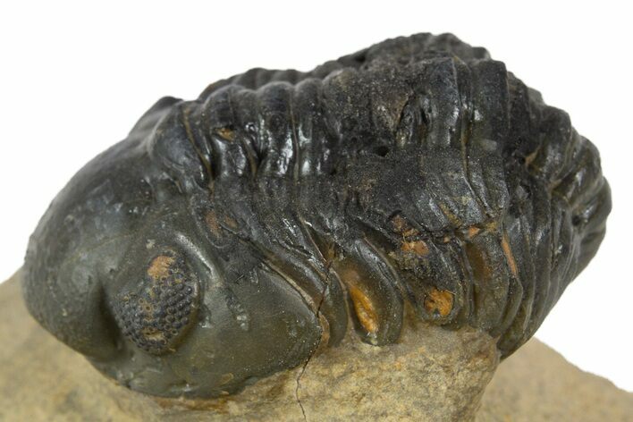 Bargain, Curled Reedops Trilobite - Atchana, Morocco #345145